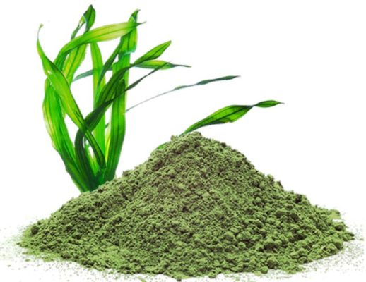Thực hư đúng sai chuyện: Uống tảo biển có giảm cân không?