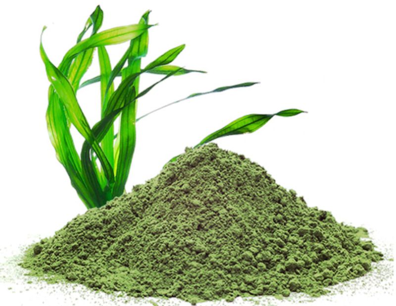 Thực hư đúng sai chuyện: Uống tảo biển có giảm cân không?