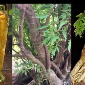 Uống rượu đinh lăng có tác dụng gì? Có tác dụng phụ không?