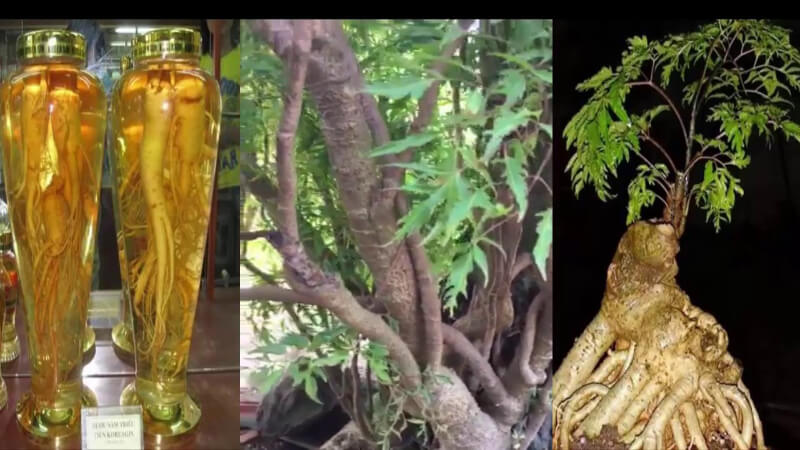 Uống rượu đinh lăng có tác dụng gì? Có tác dụng phụ không?